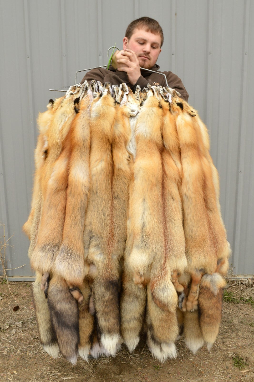Western Heavy Red Fox Fur Pelts - Medium Grade for Décor & Crafting