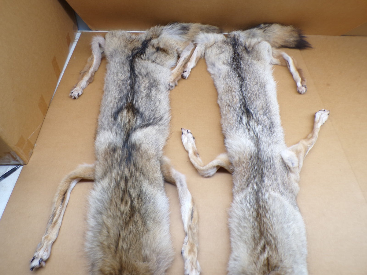 Professionally Tanned Eastern Coyote Hide - Fur & Leather for Crafting or Taxidermy