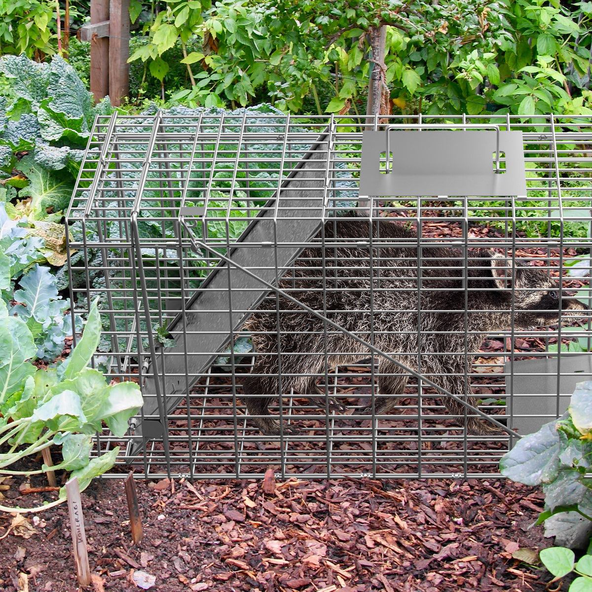 Live Animal Cage Trap 32 x 12.5 x 12 Inches Humane Rodent Raccoon Trap