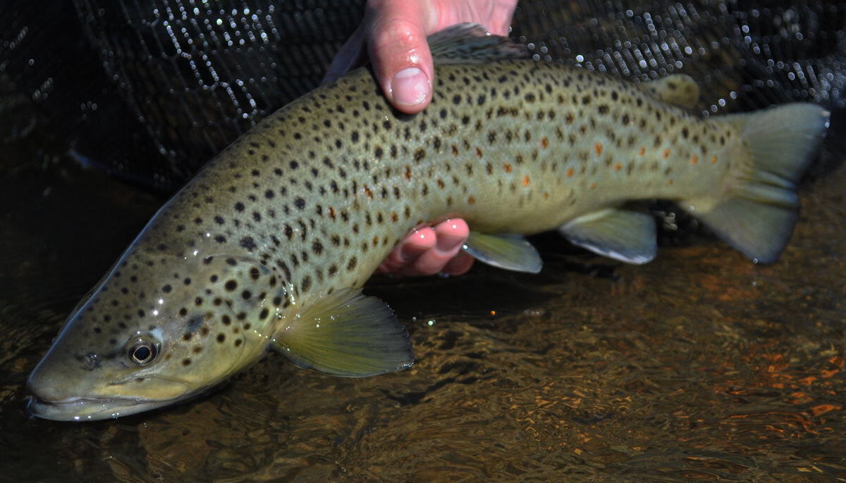 Premium Tungsten Nymphs Fly Fishing Flies for Trout - Multiple Hook Sizes
