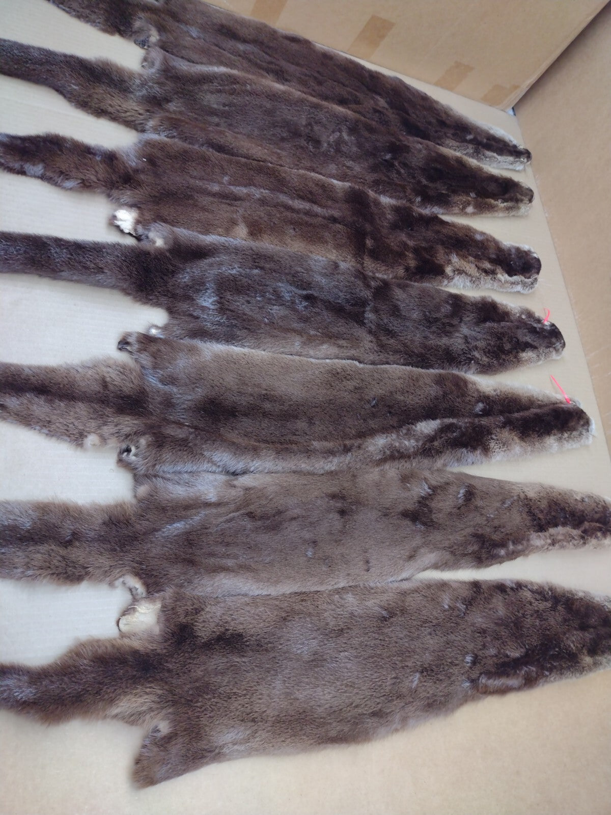 North American River Otter Pelt - Tanned XL #1 Grade Fur for Crafts & Decor