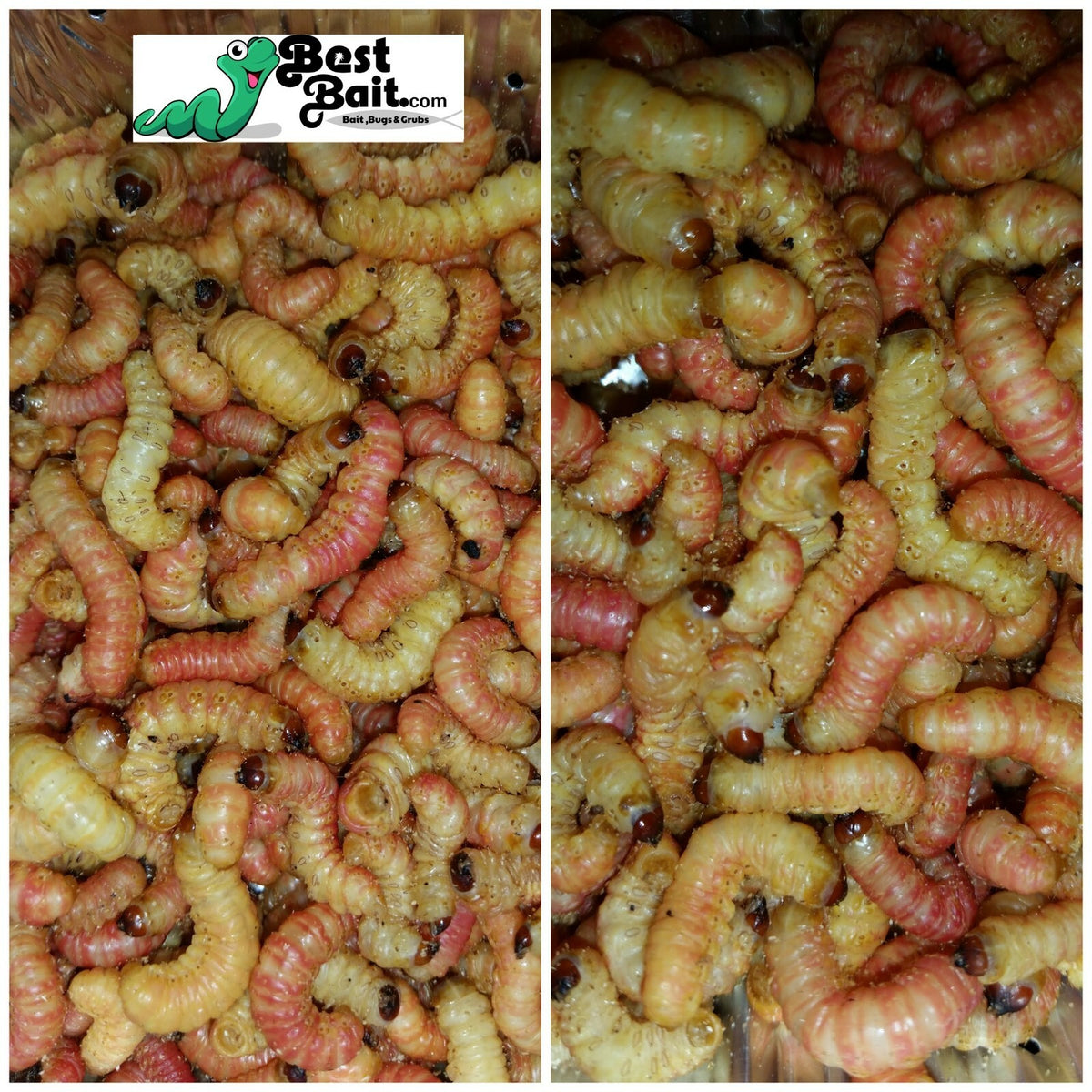 Live Butterworms for Fishing and Pet Feeding - Multiple Sizes & Quantities