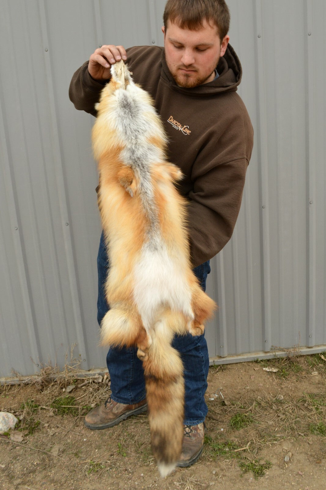 Western Heavy Red Fox Fur Pelts - Medium Grade for Décor & Crafting