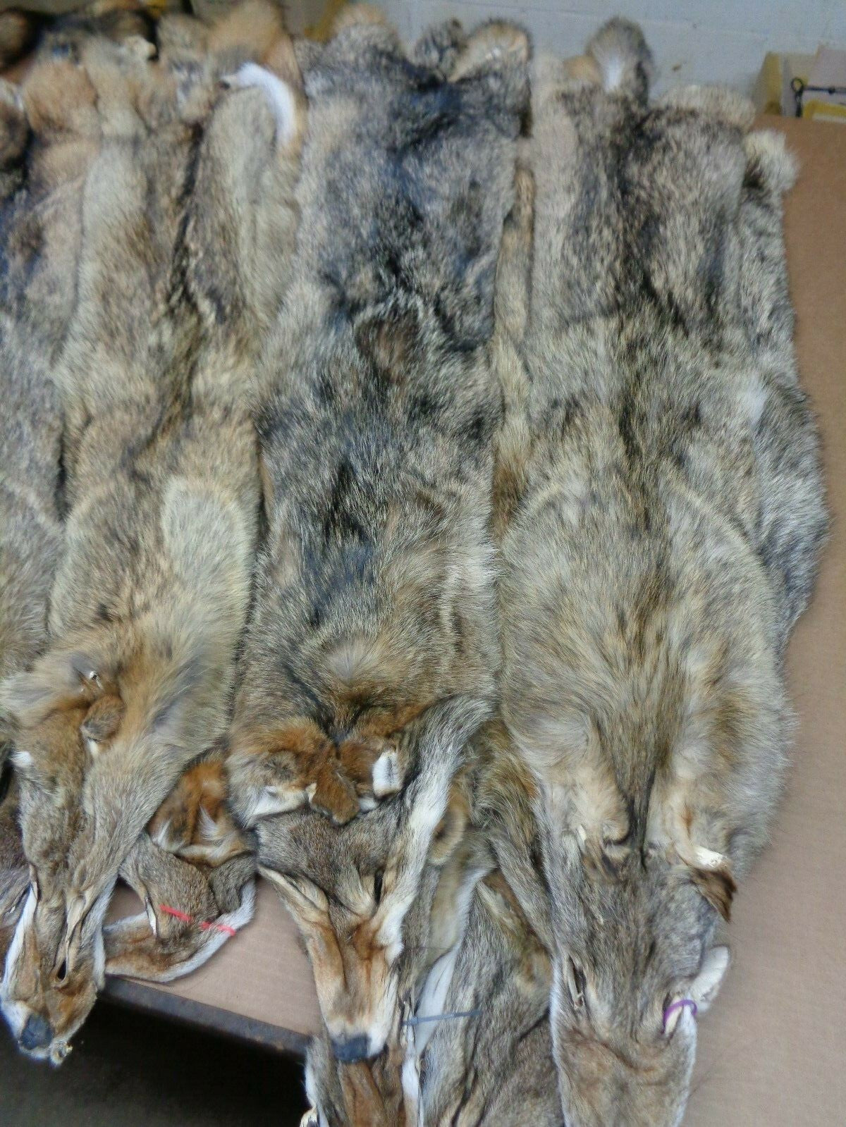 Prime Tanned Coyote Hide - XXL/XL Semi-Heavy Fur with Full Tail for Crafts & Taxidermy