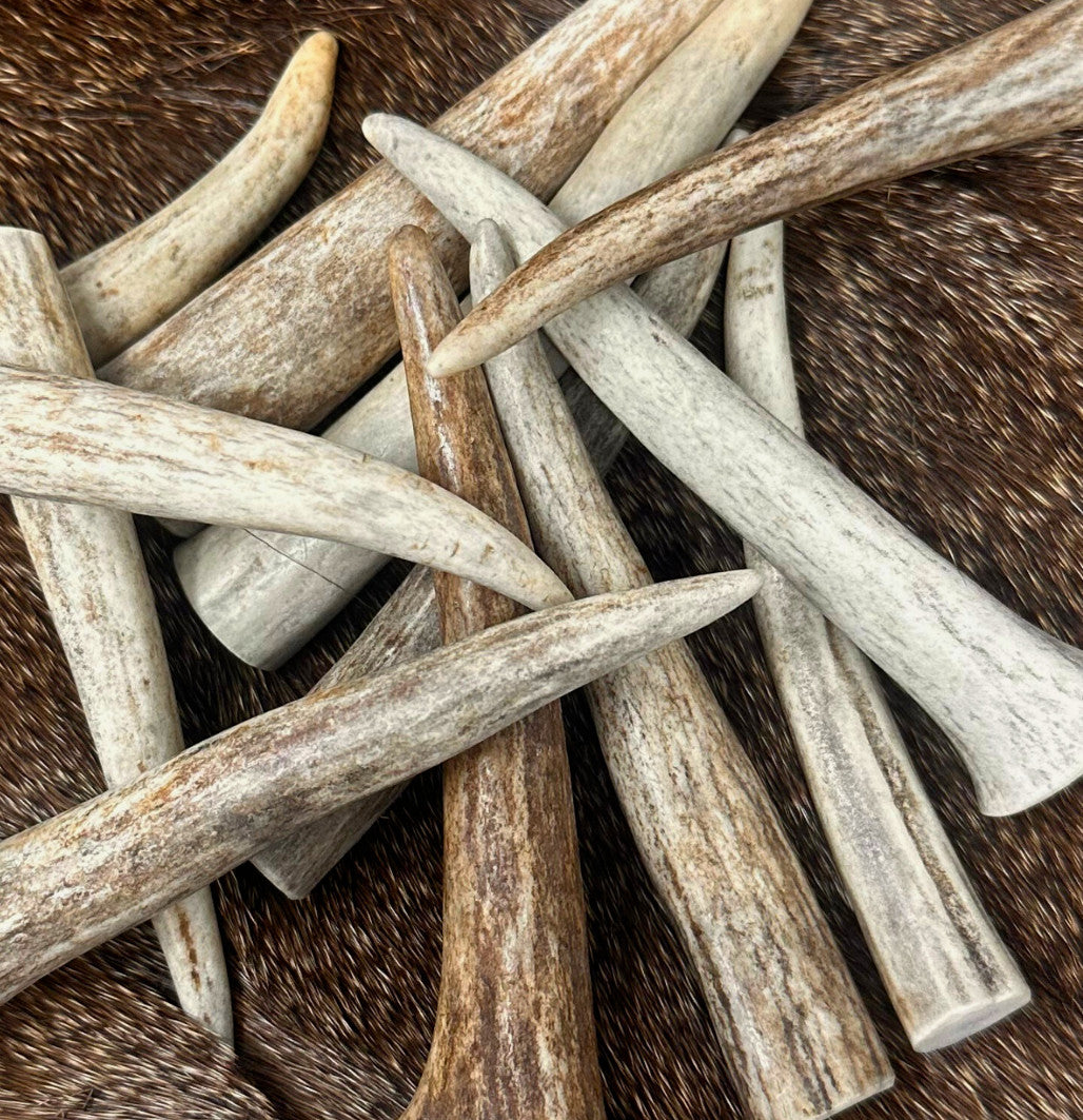 Premium Deer Antler Crafting Tips - A Grade, Multiple Sizes