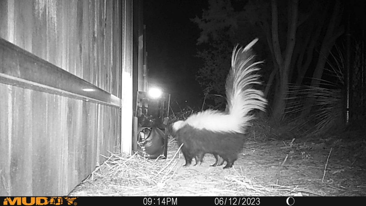 Skunk Trap Humane Animal Control for Squirrels & Feral Cats