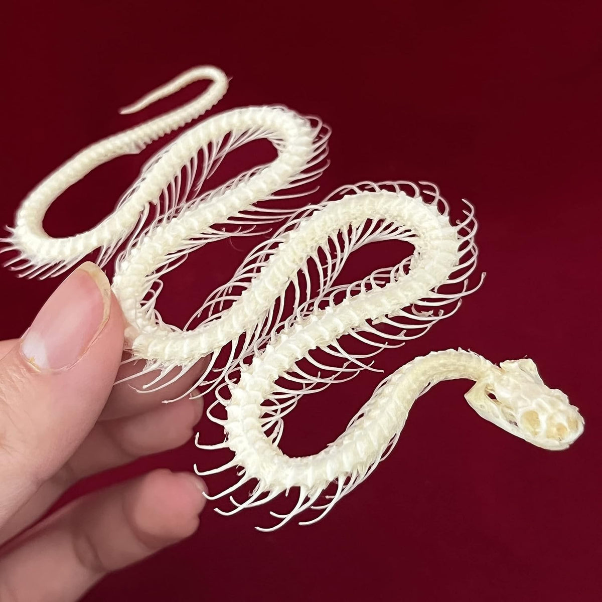 Real Animal Skull Snake Skeleton for Education & Home Décor - Professionally Cleaned