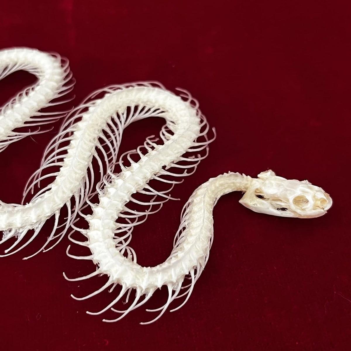 Real Animal Skull Snake Skeleton for Education & Home Décor - Professionally Cleaned