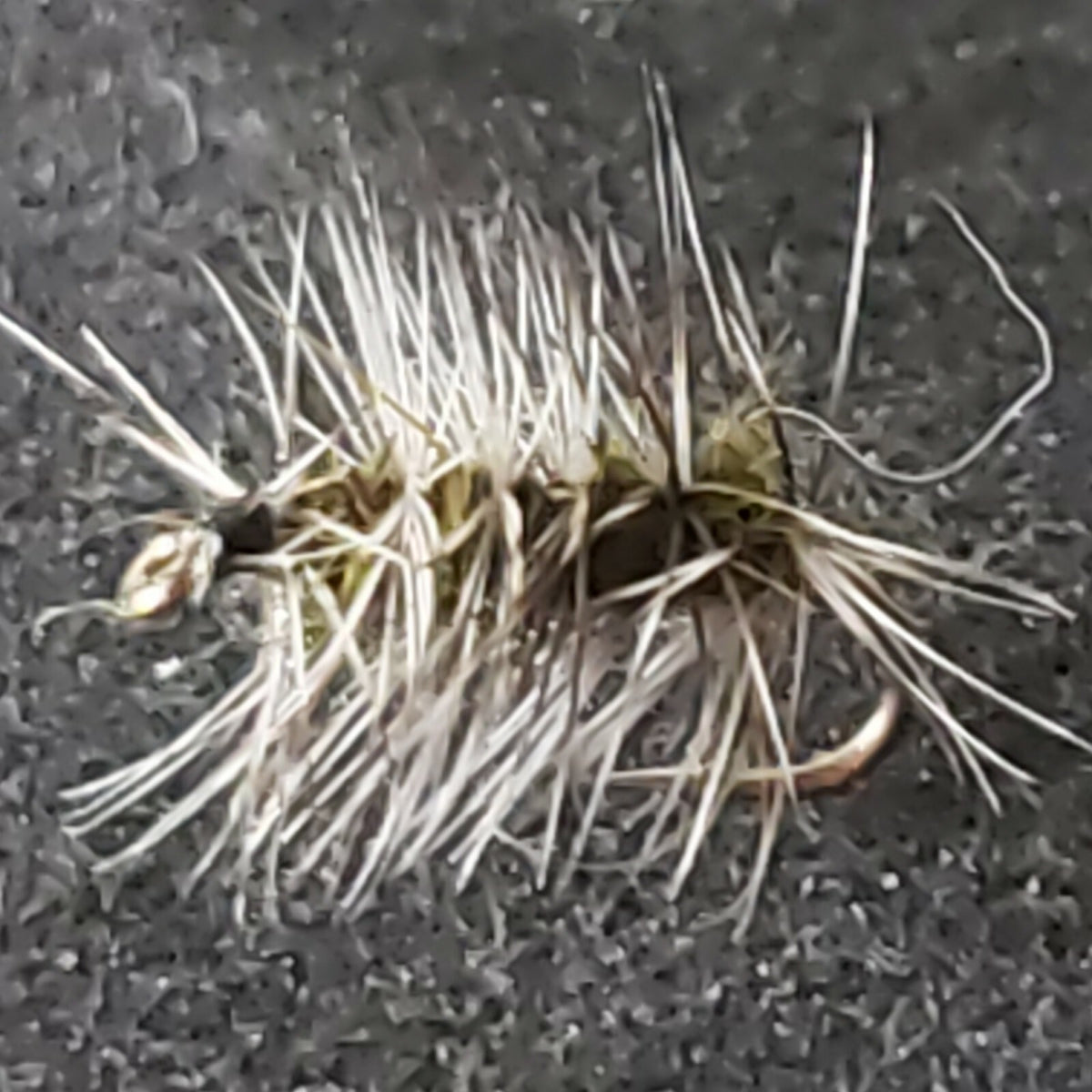 Trout Dry Fly #18 Olive Gnat Midge Custom Tied Fishing Flies - Frontiers