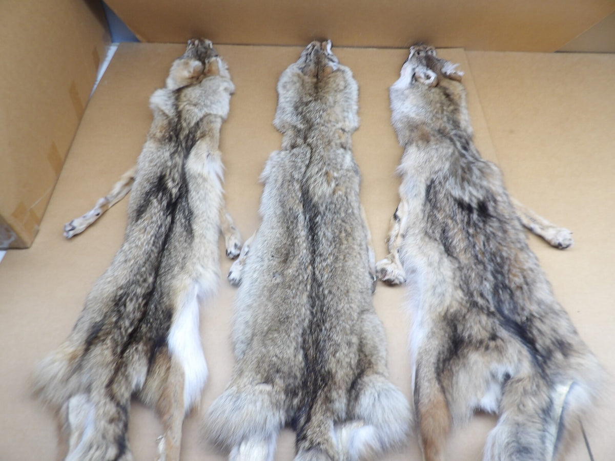 Prime XL Semi-Heavy Coyote Hide with Full Tail & All 4 Feet Wall Decor