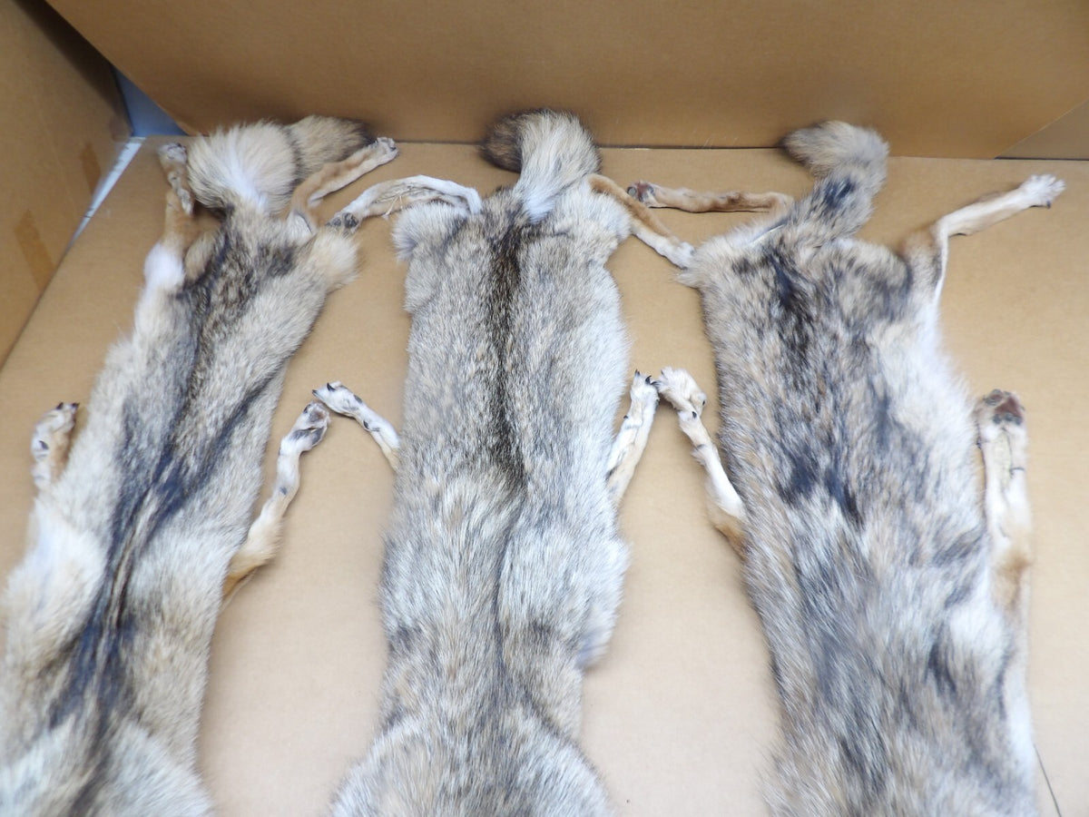 Prime XL Semi-Heavy Coyote Hide with Full Tail & All 4 Feet Wall Decor