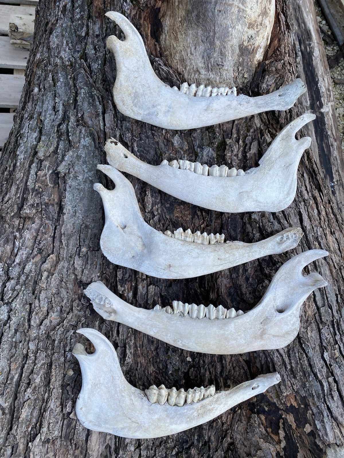 Large Buffalo/Bison Jaw Bones Log Cabin Decor - 16 Inches