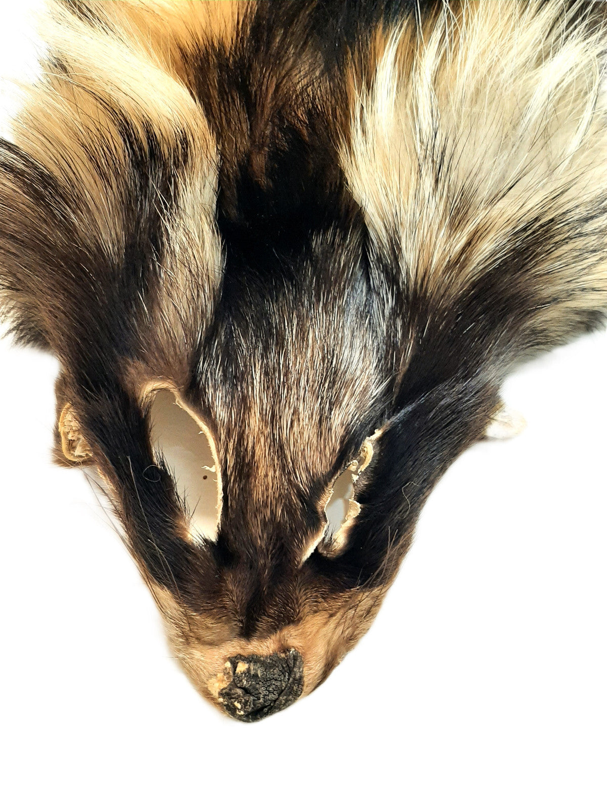 Large Tanned Finnish Coonskin Fur Pelt - Thick Long Fur, Unique Colors