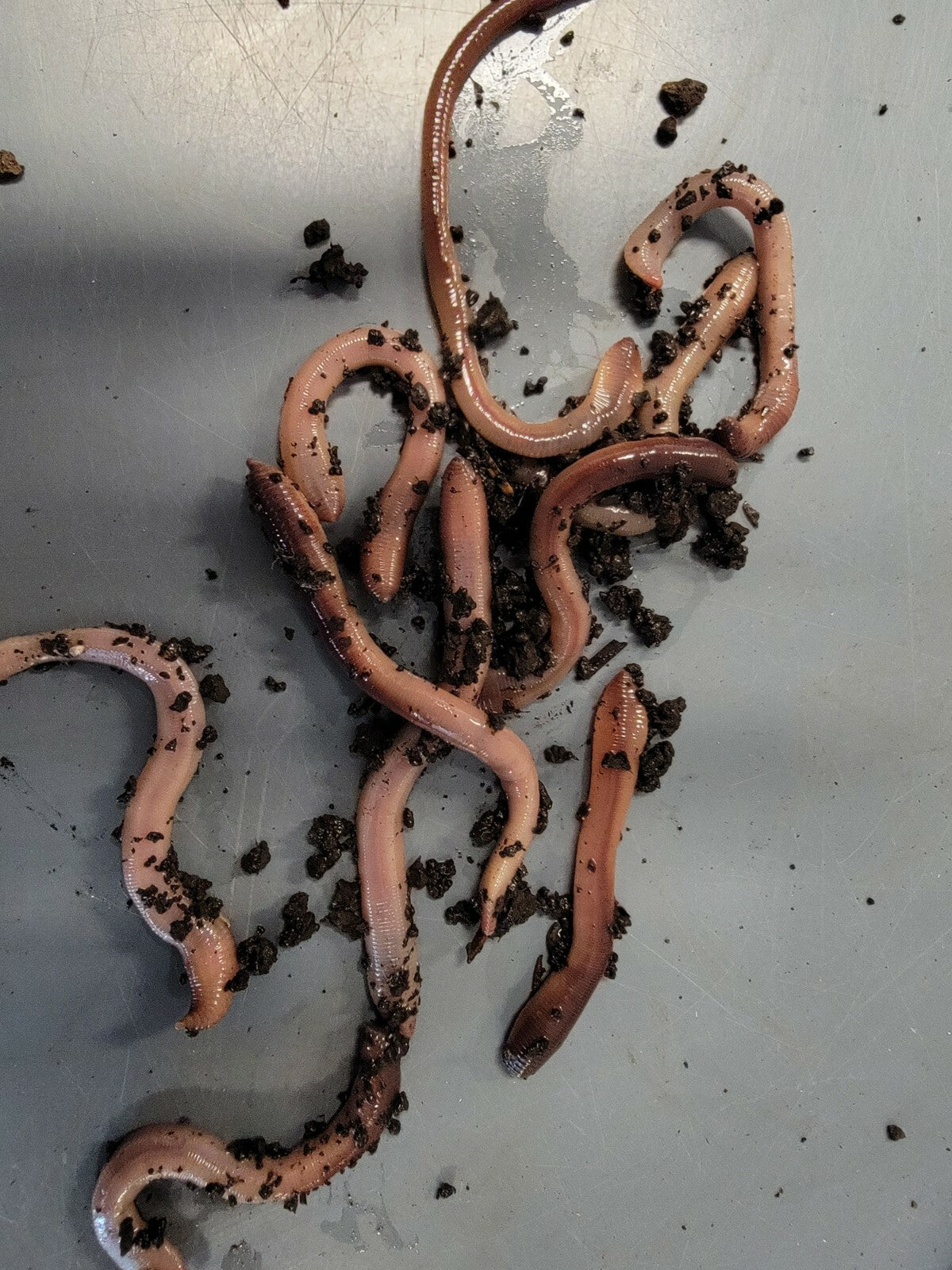 Live Baby Canadian Nightcrawlers for Fishing & Reptiles - Multiple Quantities