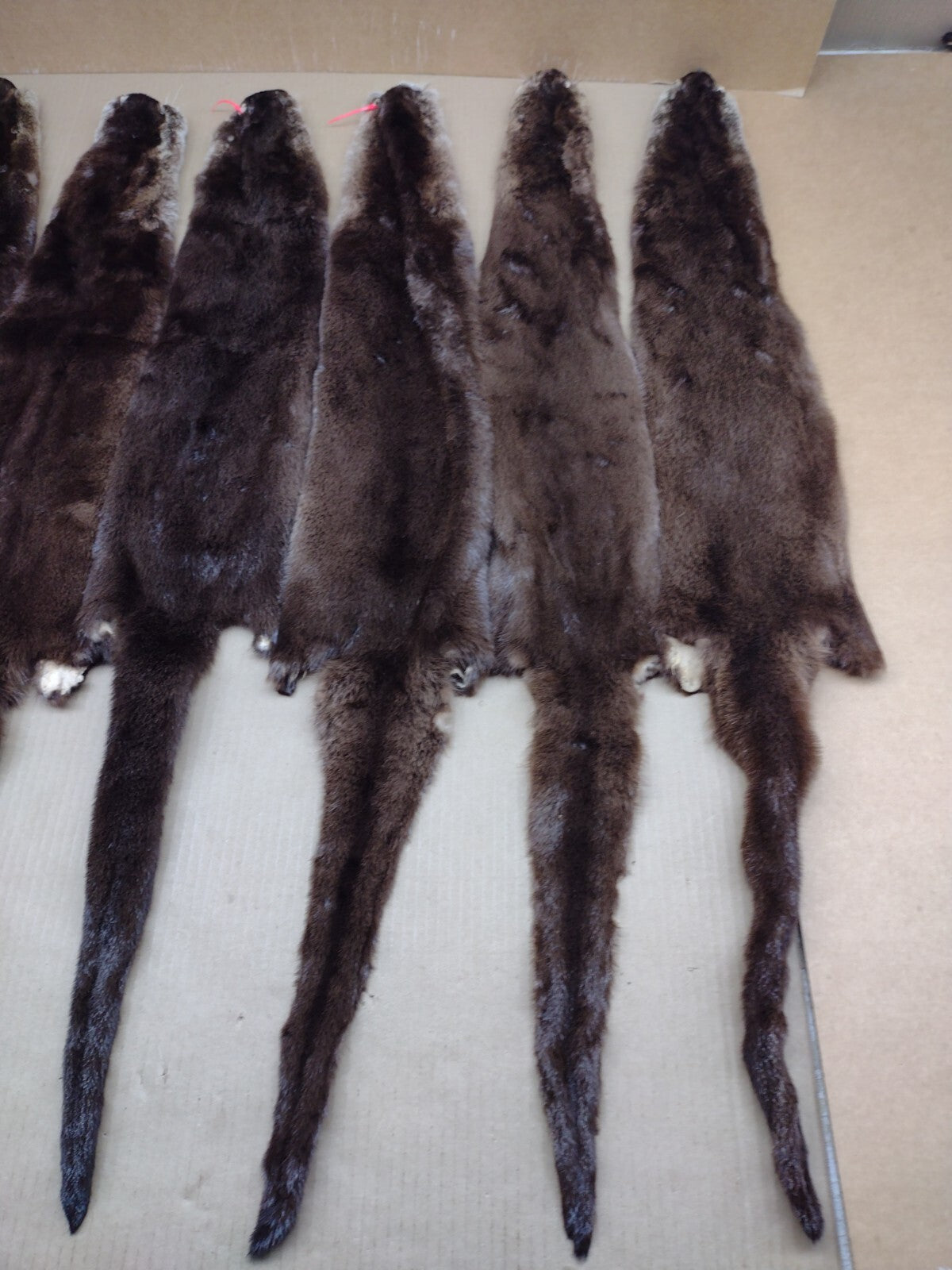 North American River Otter Pelt - Tanned XL #1 Grade Fur for Crafts & Decor