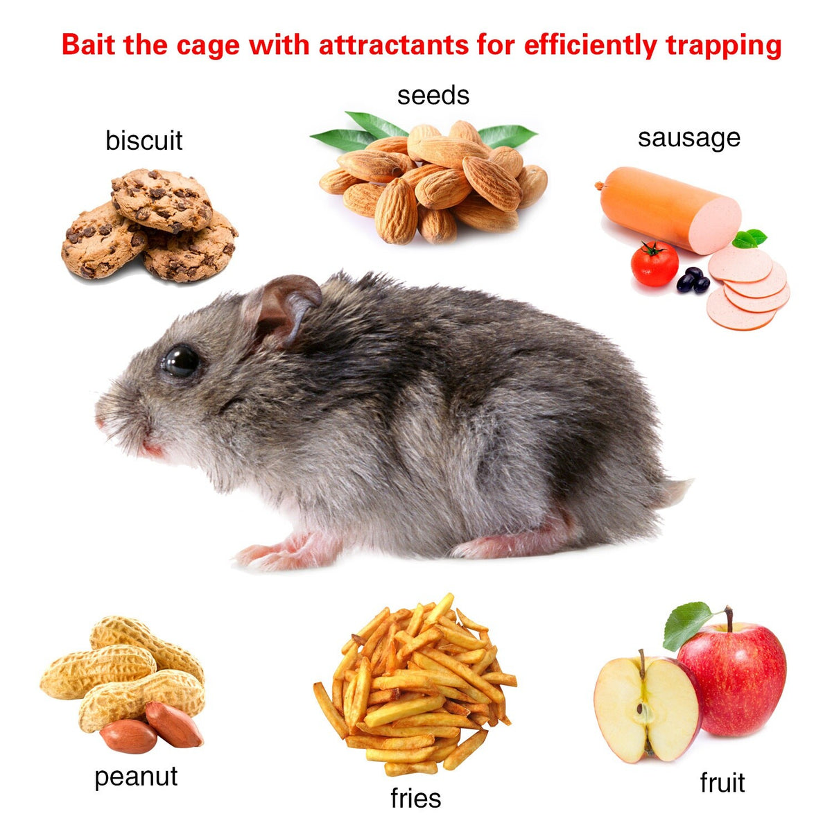 Humane Cage Trap for Squirrels Rodents Chipmunks Mice Raccoons - Humane Animal Catcher