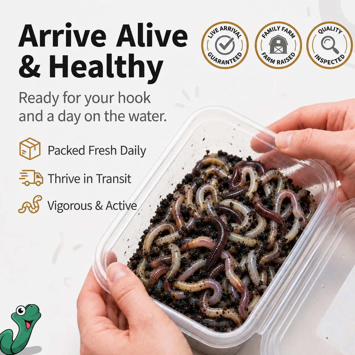 Canadian Nightcrawlers Live Bait - Multiple Sizes & Count Options for Fishing & Reptiles