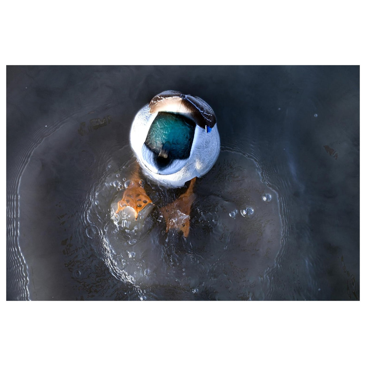 Realistic Mallard Duck Decoy with Motion Kicking Feet for Waterfowl Hunting
