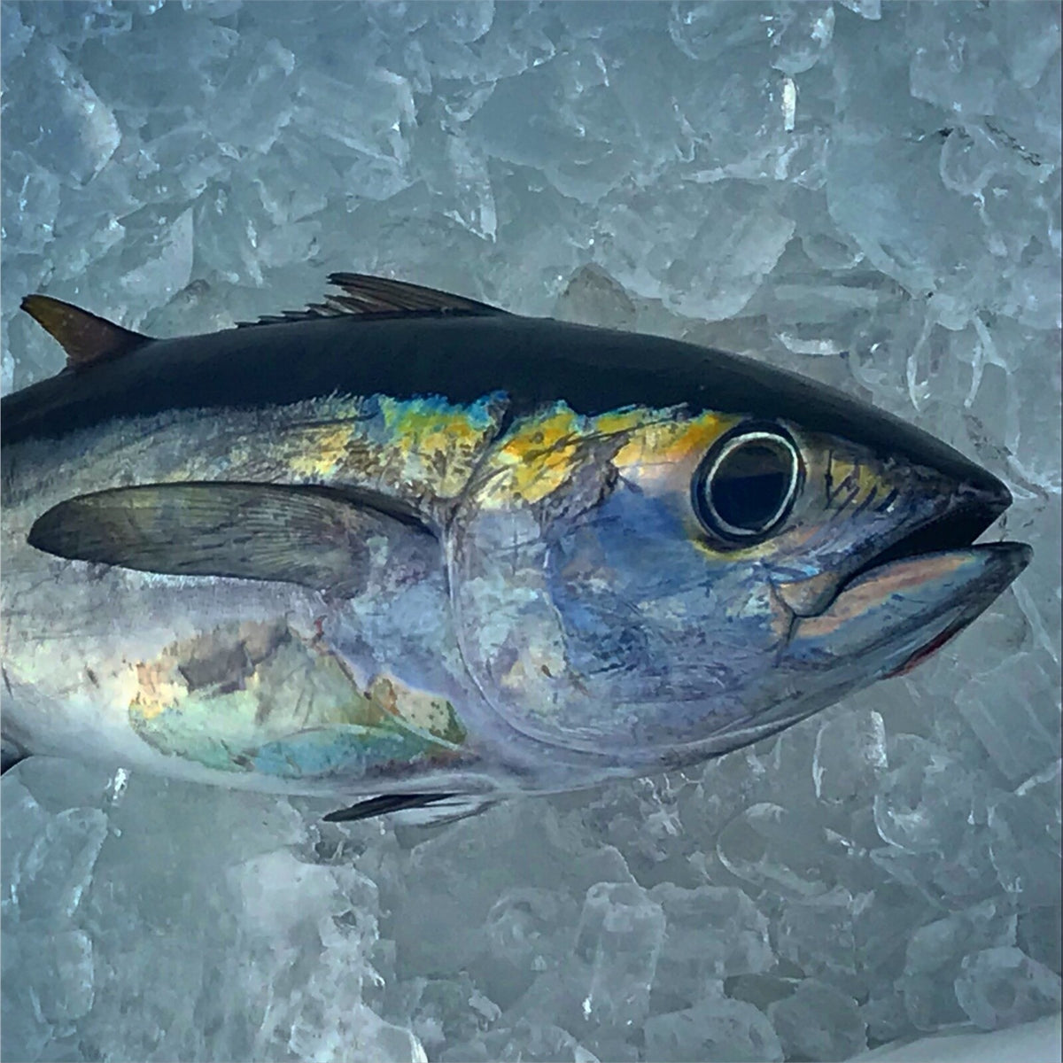 Saltwater Fishing Lure - Triple Squid Chain for Mahi Tuna & Pelagic Fish
