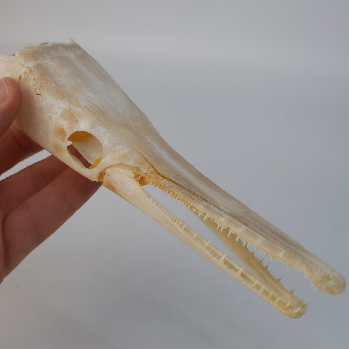 Real Spotted Gar Skull - Lepisosteus Oculatus - Decorative Fish Skull