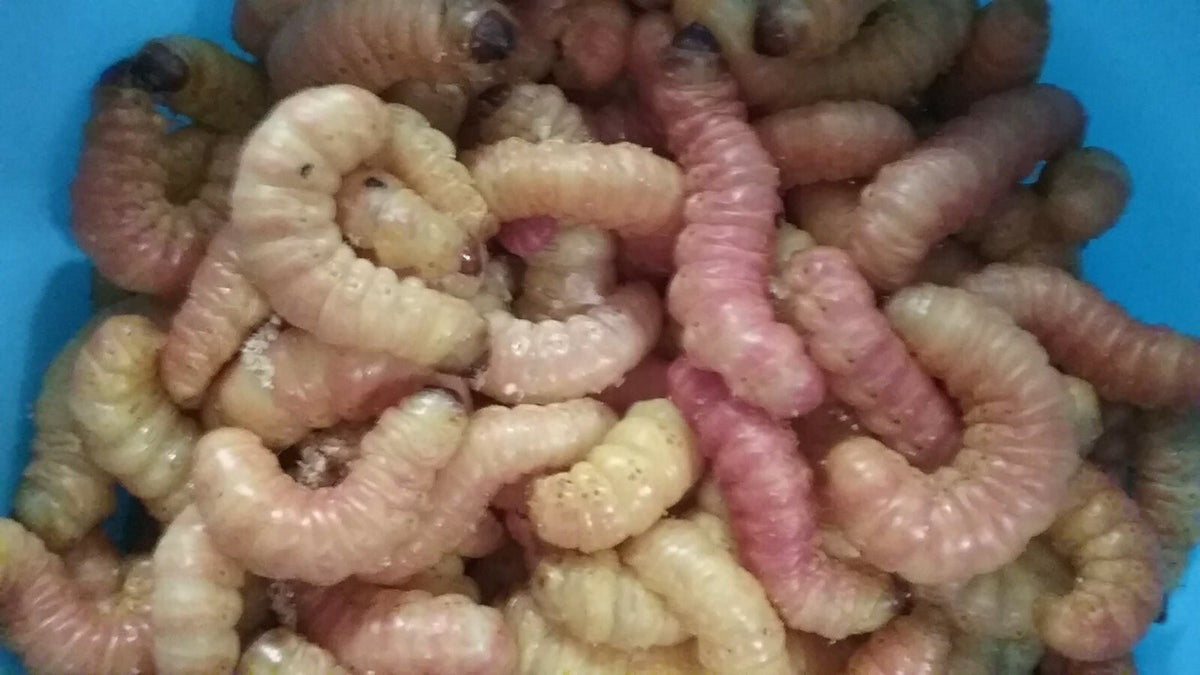 Live Butterworms for Fishing and Pet Feeding - Multiple Sizes & Quantities