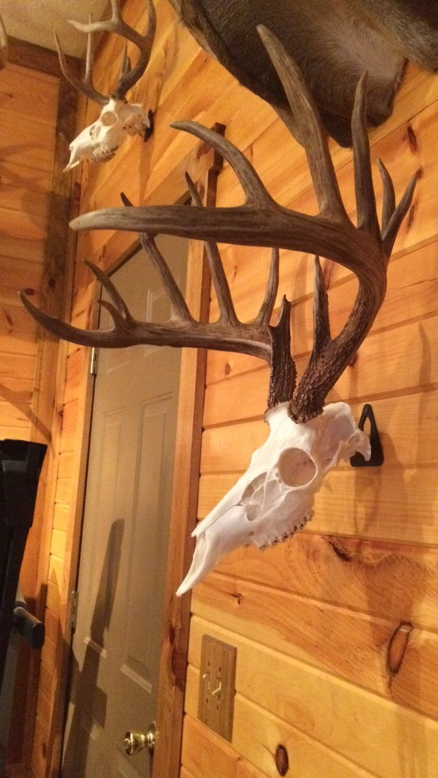 European Skull Mount Hanger - Deer Trophy Wall Hook for Taxidermy