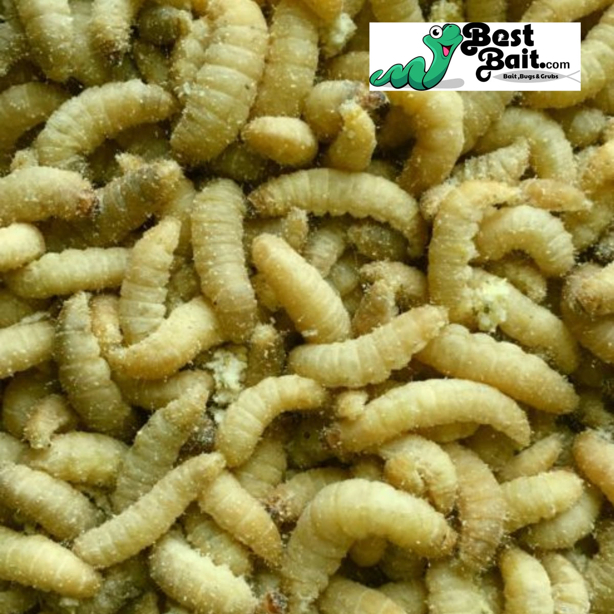 Live Waxworms for Fishing & Reptiles - Bulk Bait & Feeders