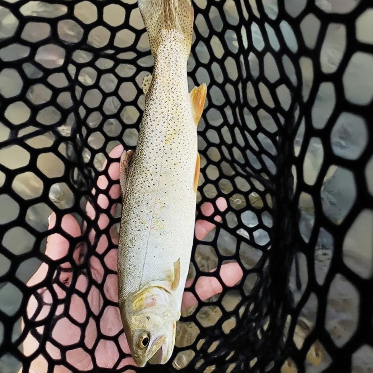 Folding Fishing Landing Net with Rubber Mesh and Aluminum Frame
