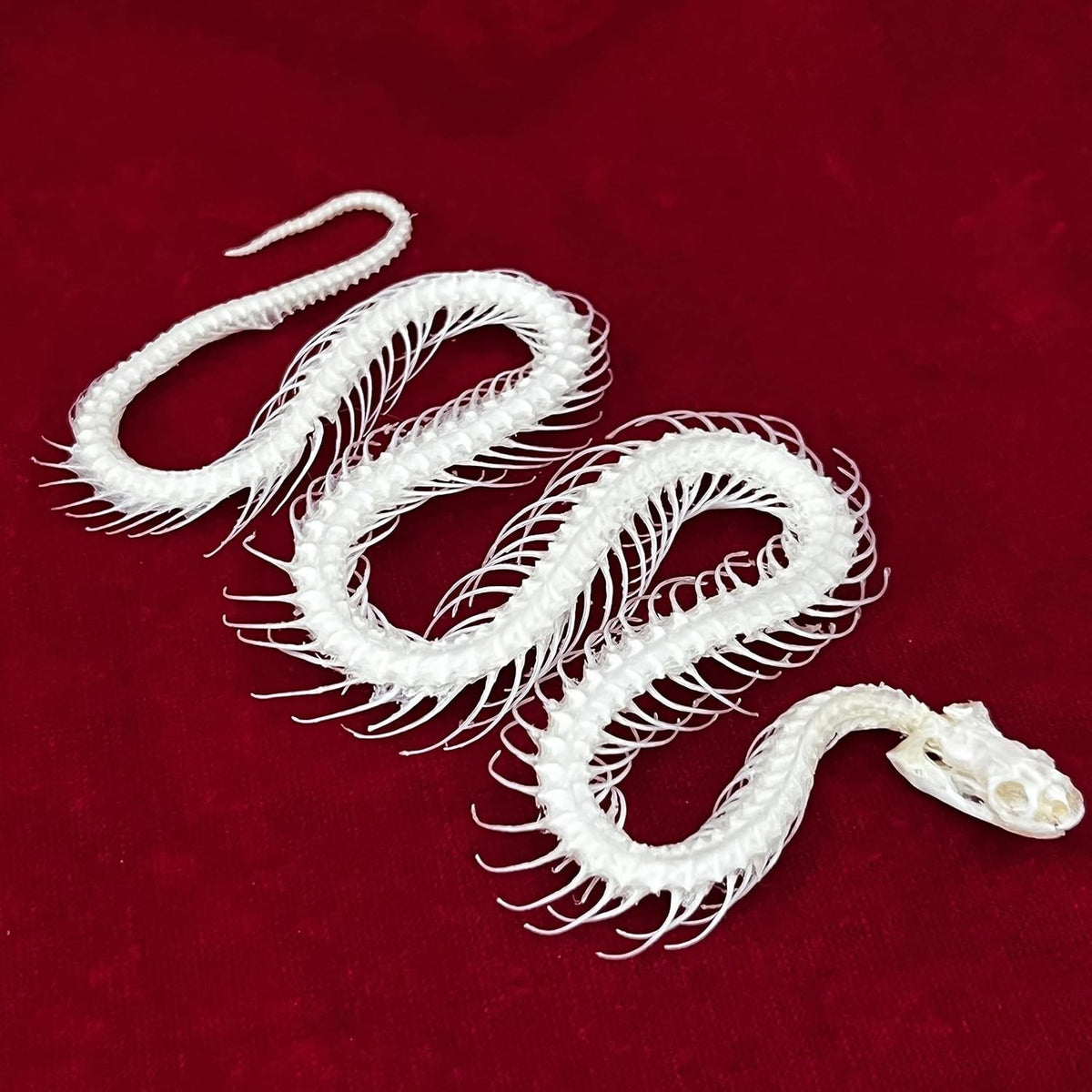 Real Animal Skull Snake Skeleton for Education & Home Décor - Professionally Cleaned