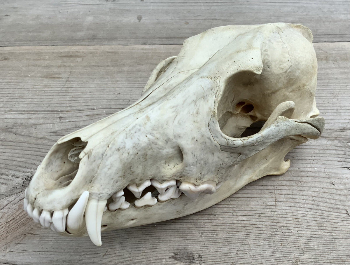 Authentic Montana Coyote Skull - Nature Cleaned, Real Taxidermy Display