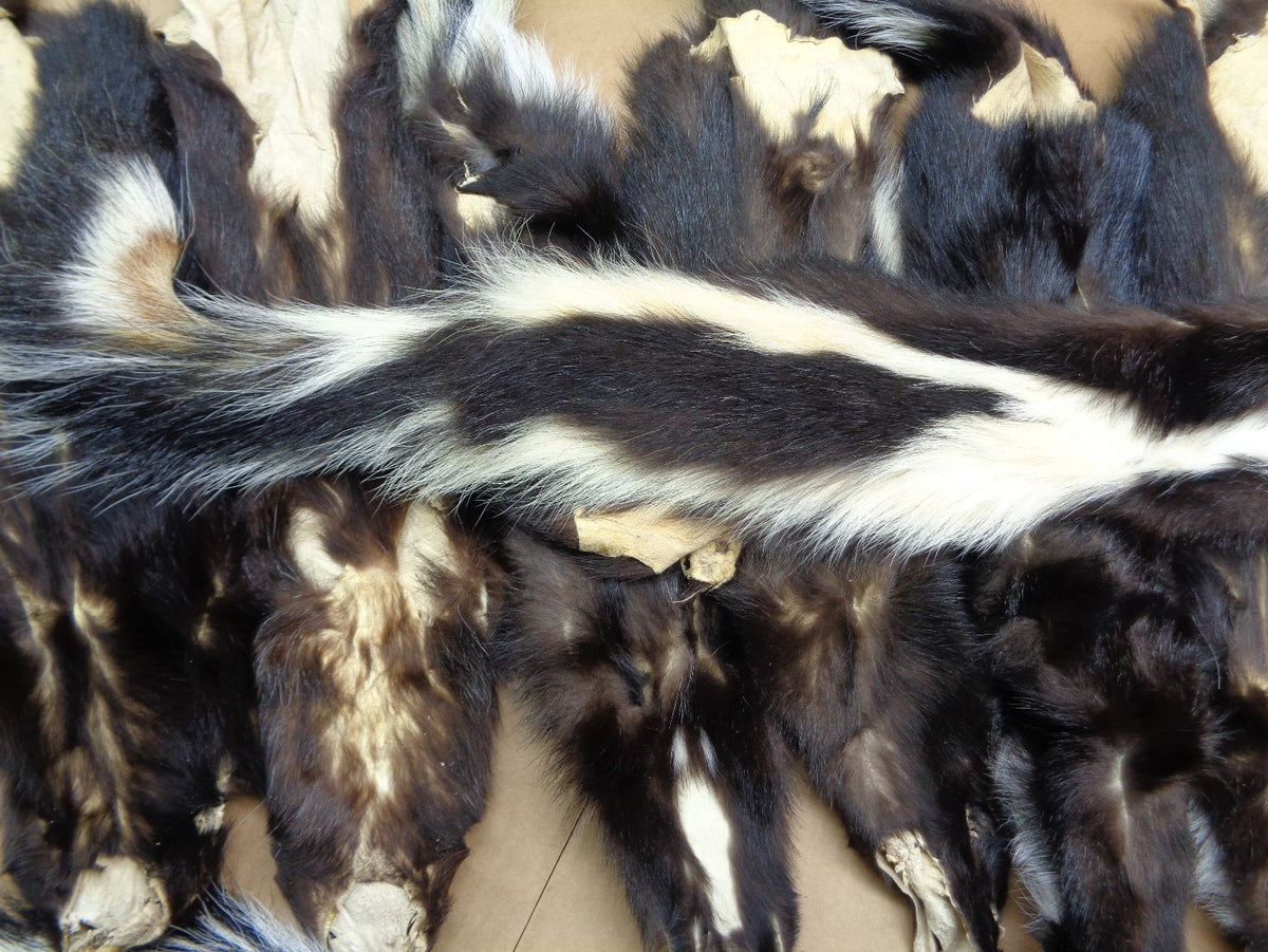 Medium Tanned Striped Skunk Hide Wall Decor Gift Prank