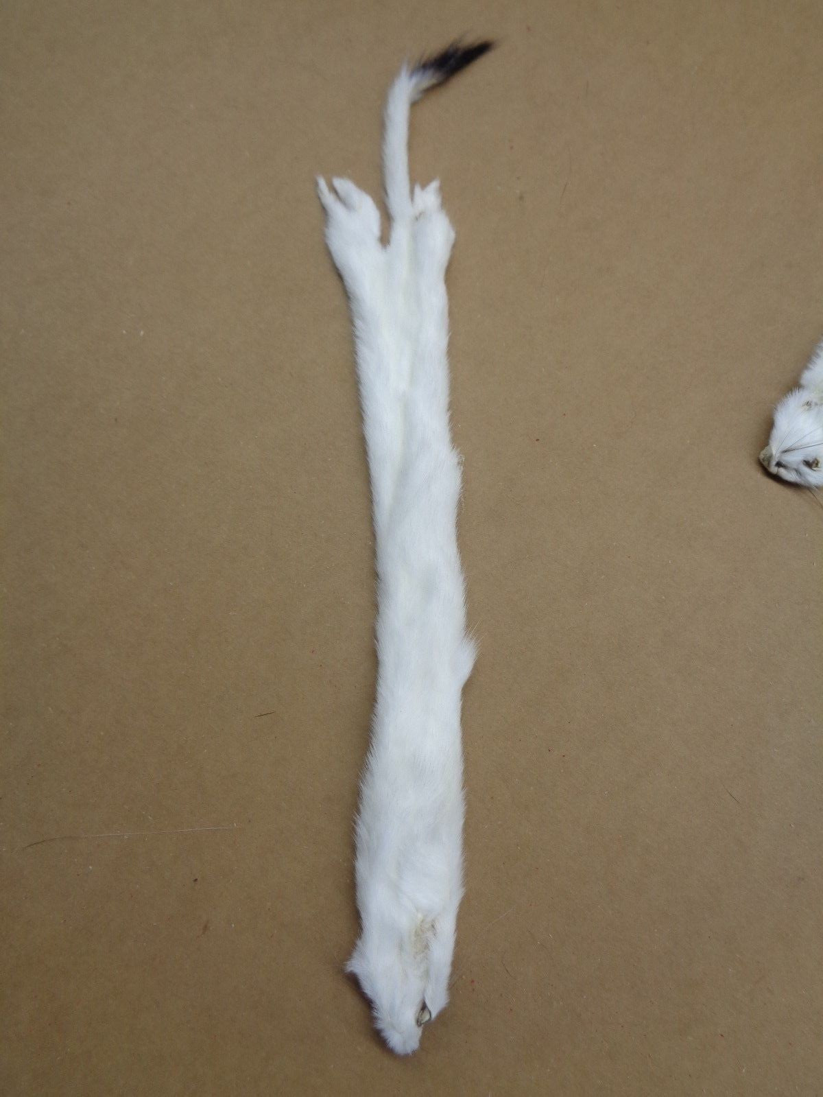 L Tanned Ermine & Weasel Fur for Crafting Wall Decor & Stocking Stuffers
