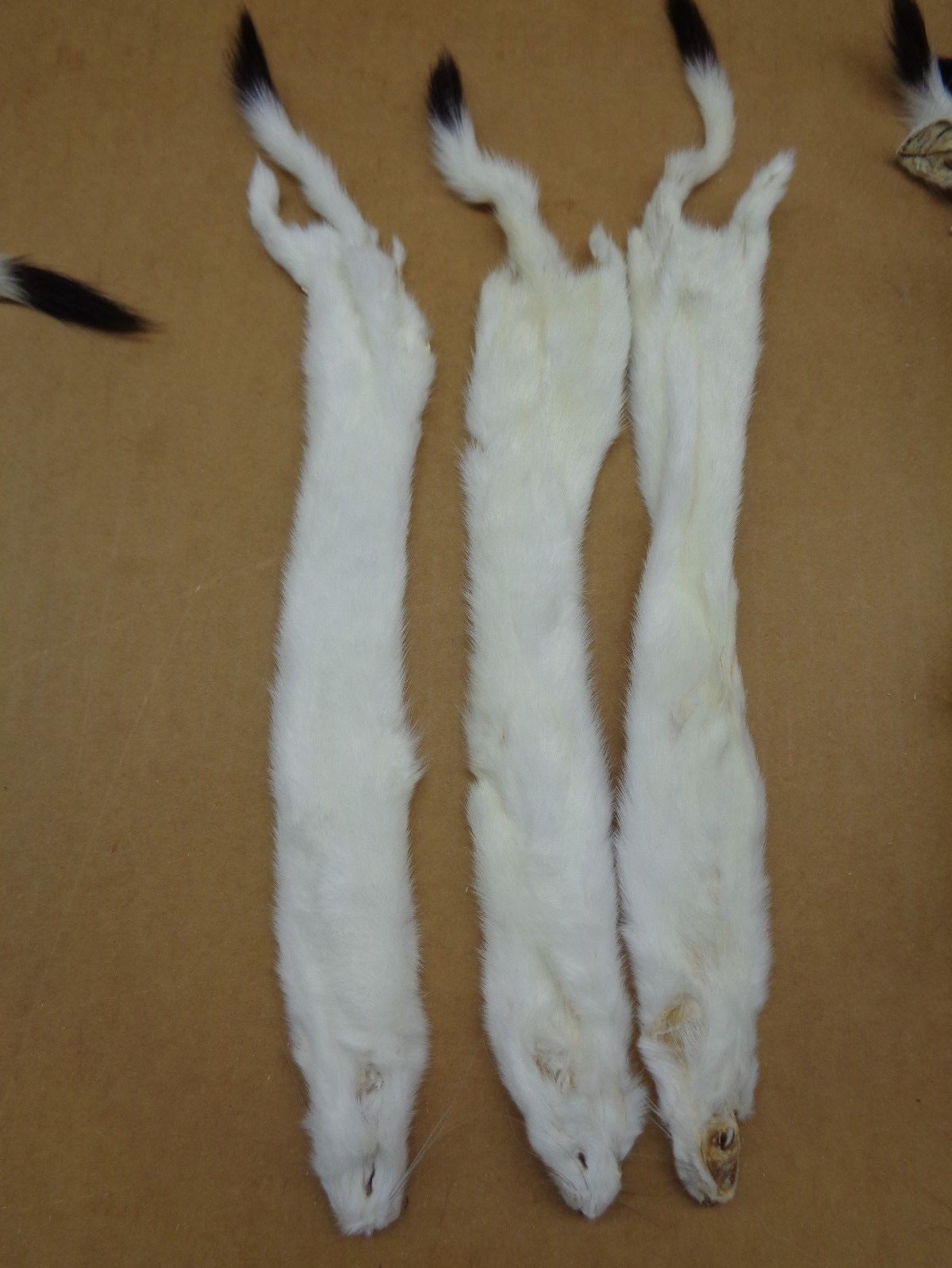 Tanned Ermine Fur with Full Tail for Crafting Wall Decor & Stocking Stuffers