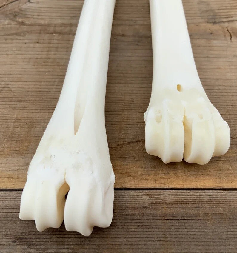 Deer Leg Cannon Bones - 8-11 Inch Metacarpal & Metatarsal Bones for Crafts