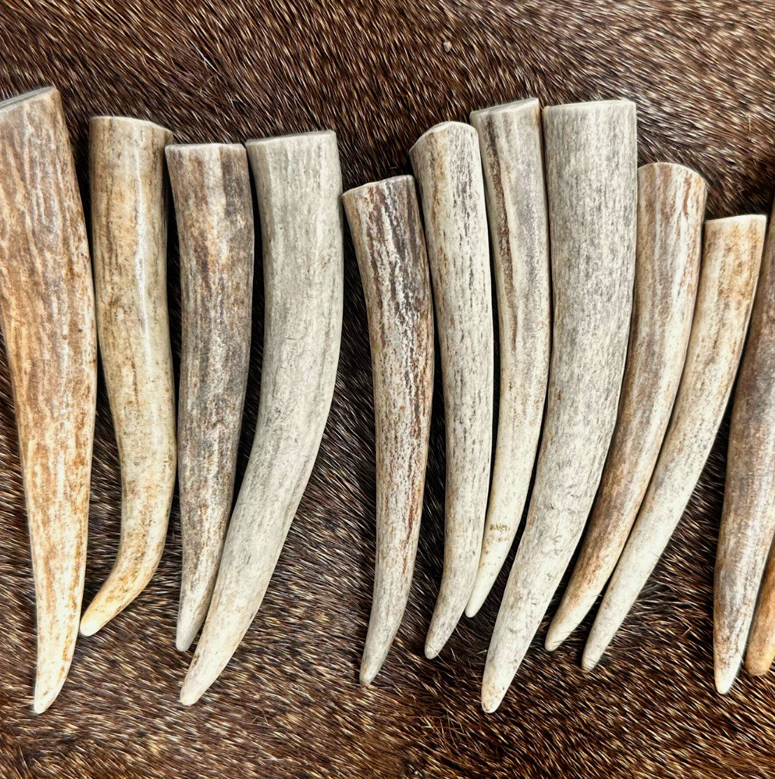Premium Deer Antler Crafting Tips - A Grade, Multiple Sizes, 5 Pack