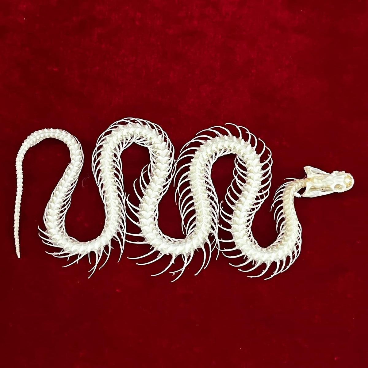 Real Animal Skull Snake Skeleton for Education & Home Décor - Professionally Cleaned