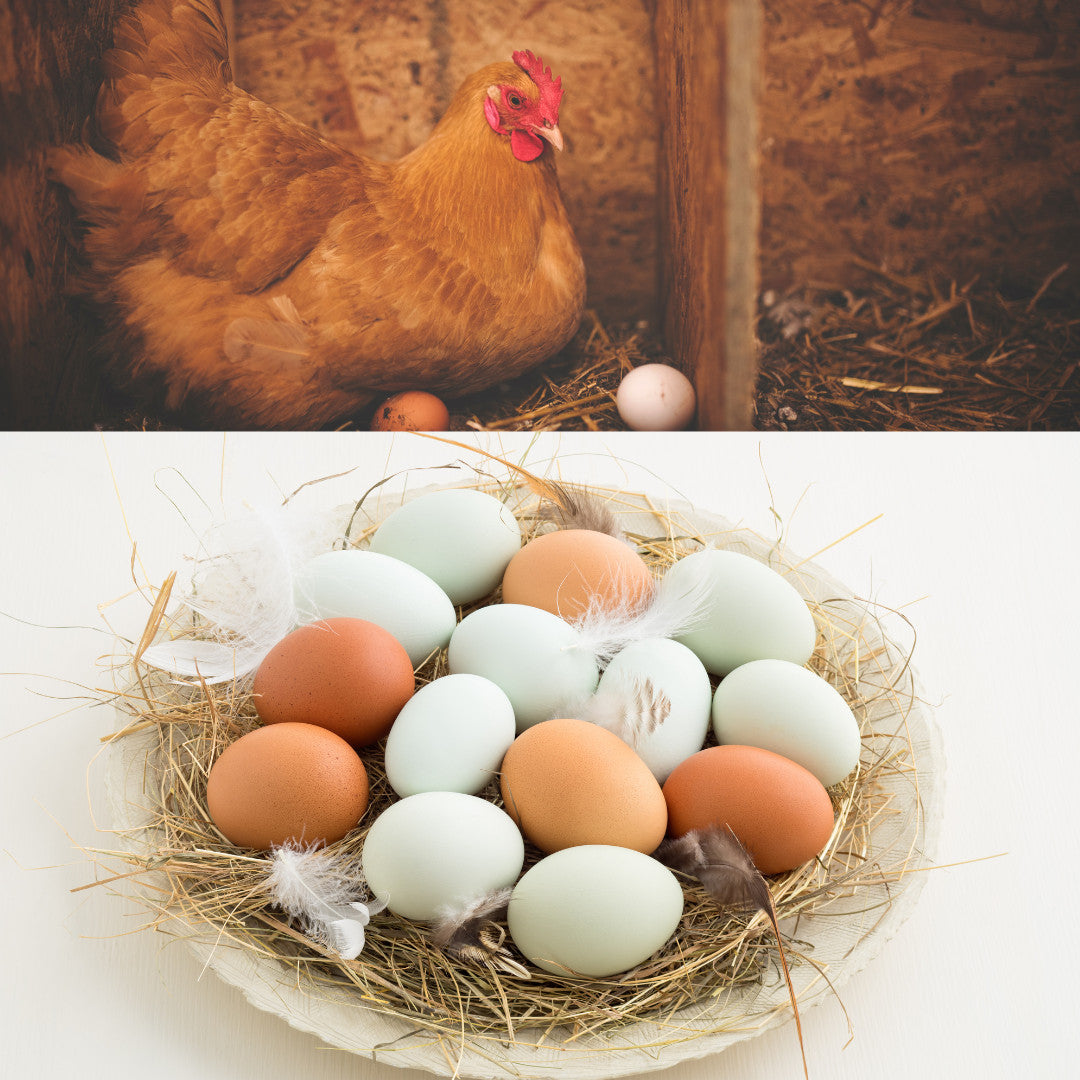 Organic Freeze-Dried Eggs - 12 Servings, Long Shelf Life, Easy Reconstitution