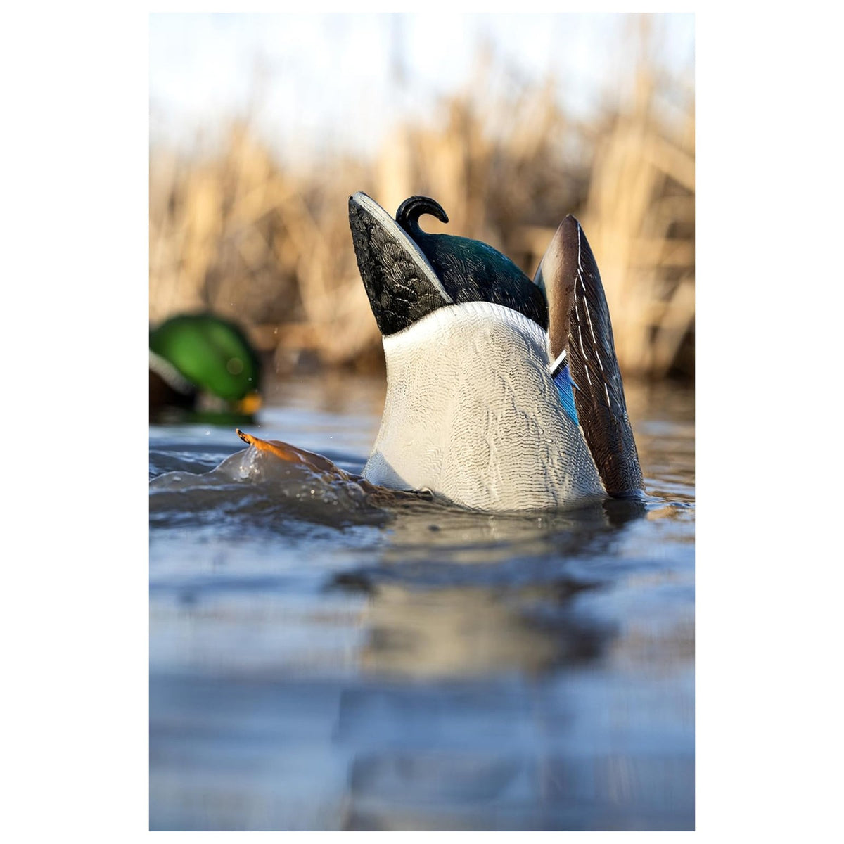 Realistic Mallard Duck Decoy with Motion Kicking Feet for Waterfowl Hunting