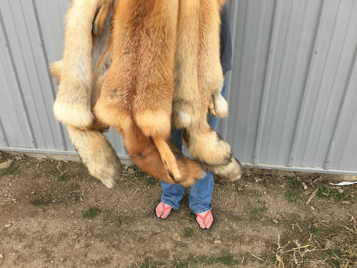 Heavy Red Fox Pelts for Crafts & Decor - Imperfect Grade, Western Region
