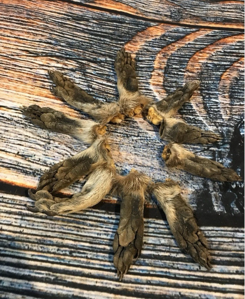 10 Real Raccoon Feet for Taxidermy Art & Craft Projects - Dried & Cured