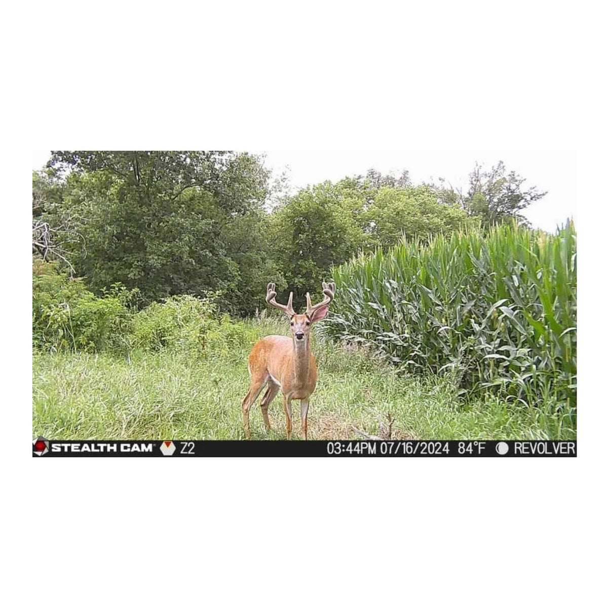 Trail Camera with Solar Battery Pack - 360° Detection, 0.4-Second Trigger