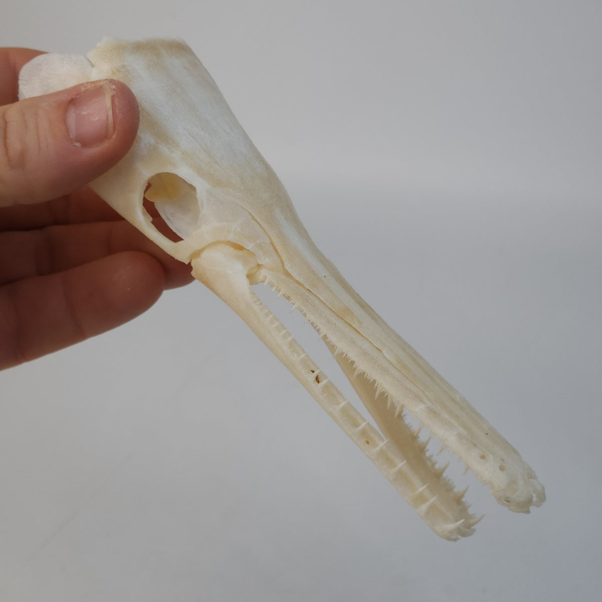 Real Spotted Gar Skull - Lepisosteus Oculatus - Decorative Fish Skull
