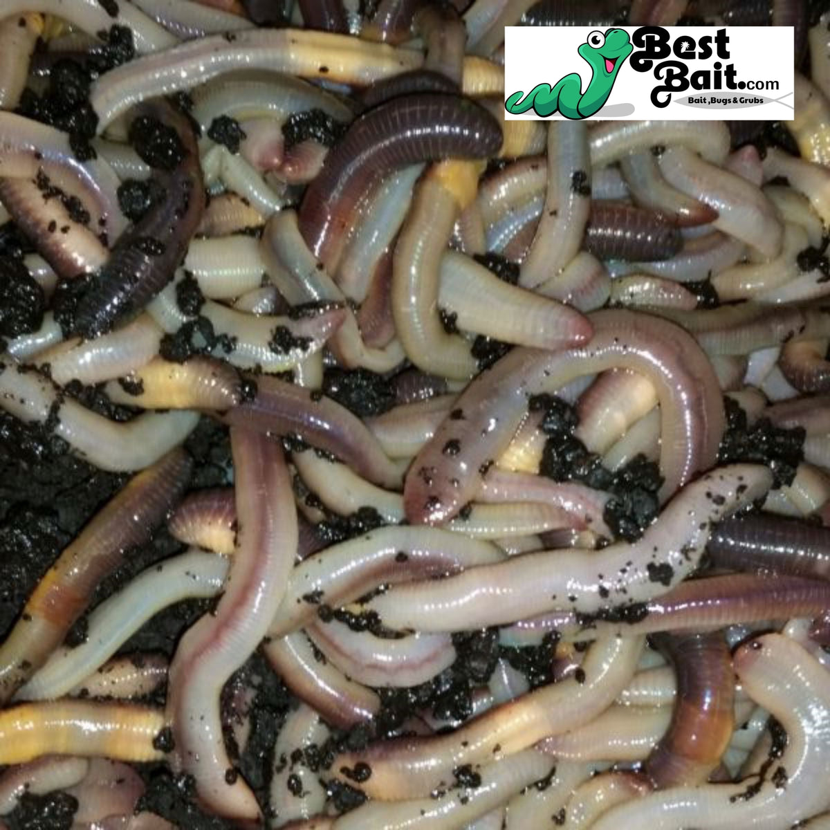 Canadian Nightcrawlers Live Bait - Multiple Sizes & Count Options for Fishing & Reptiles