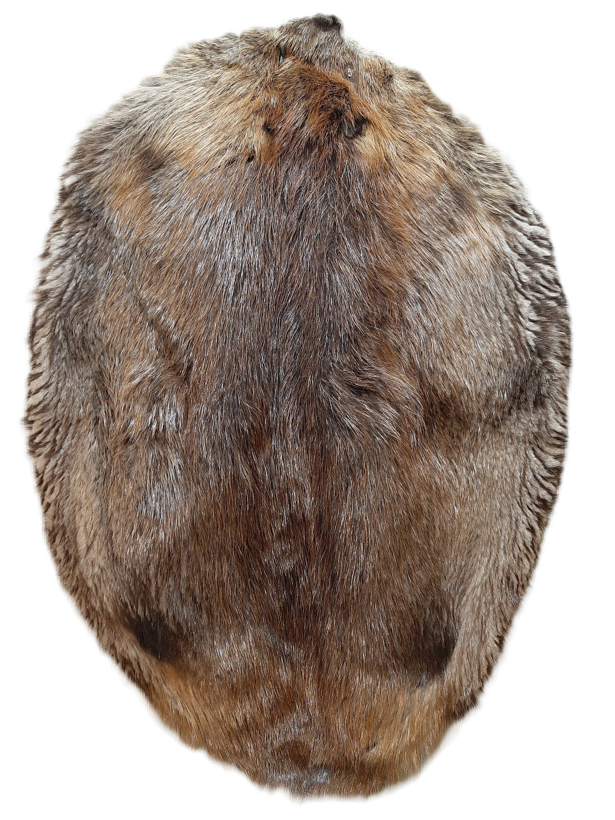Genuine Tanned Beaver Pelt - Imperfect Grade, Soft Fur, All Sizes