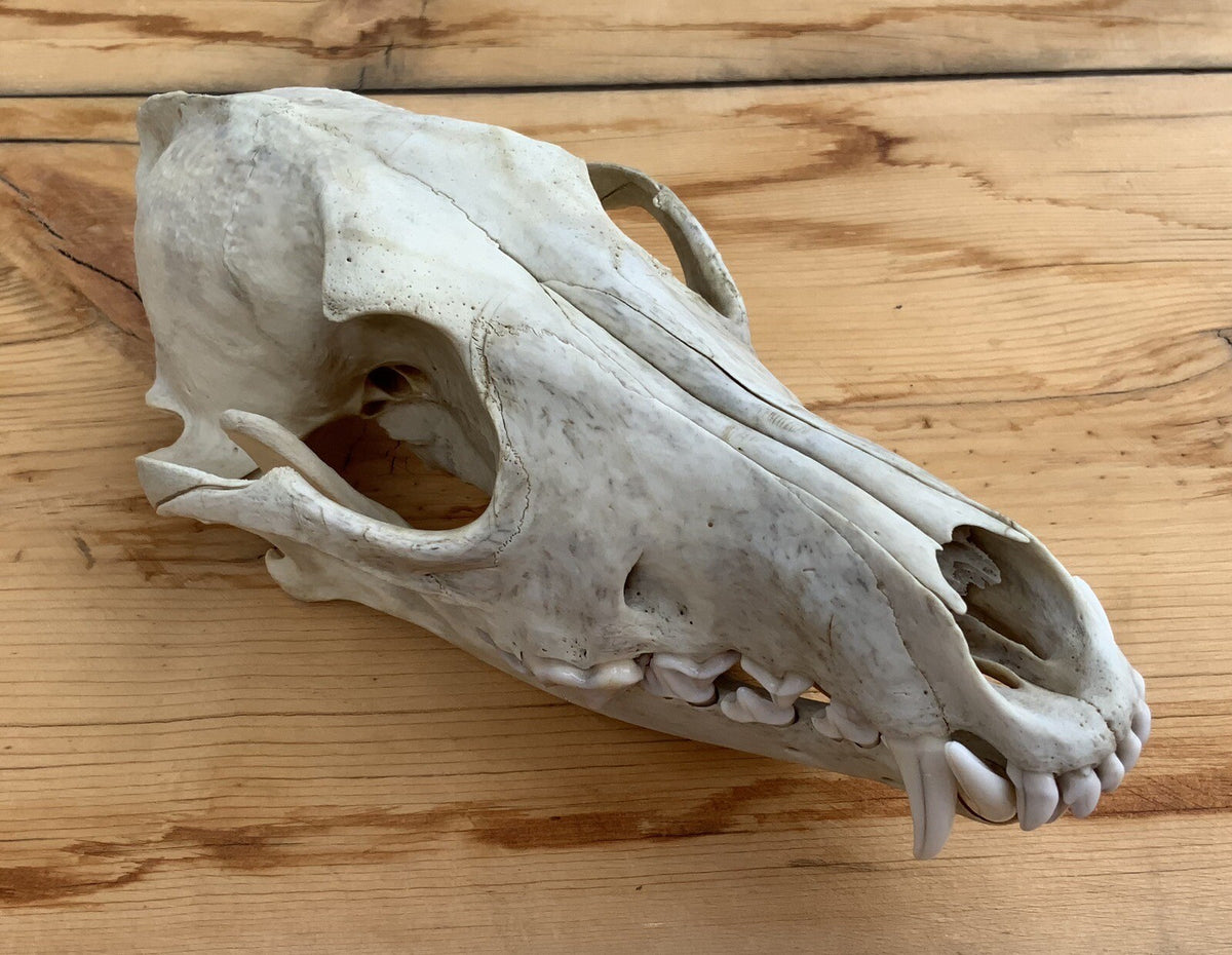 Authentic Montana Coyote Skull - Nature Cleaned, Real Taxidermy Display