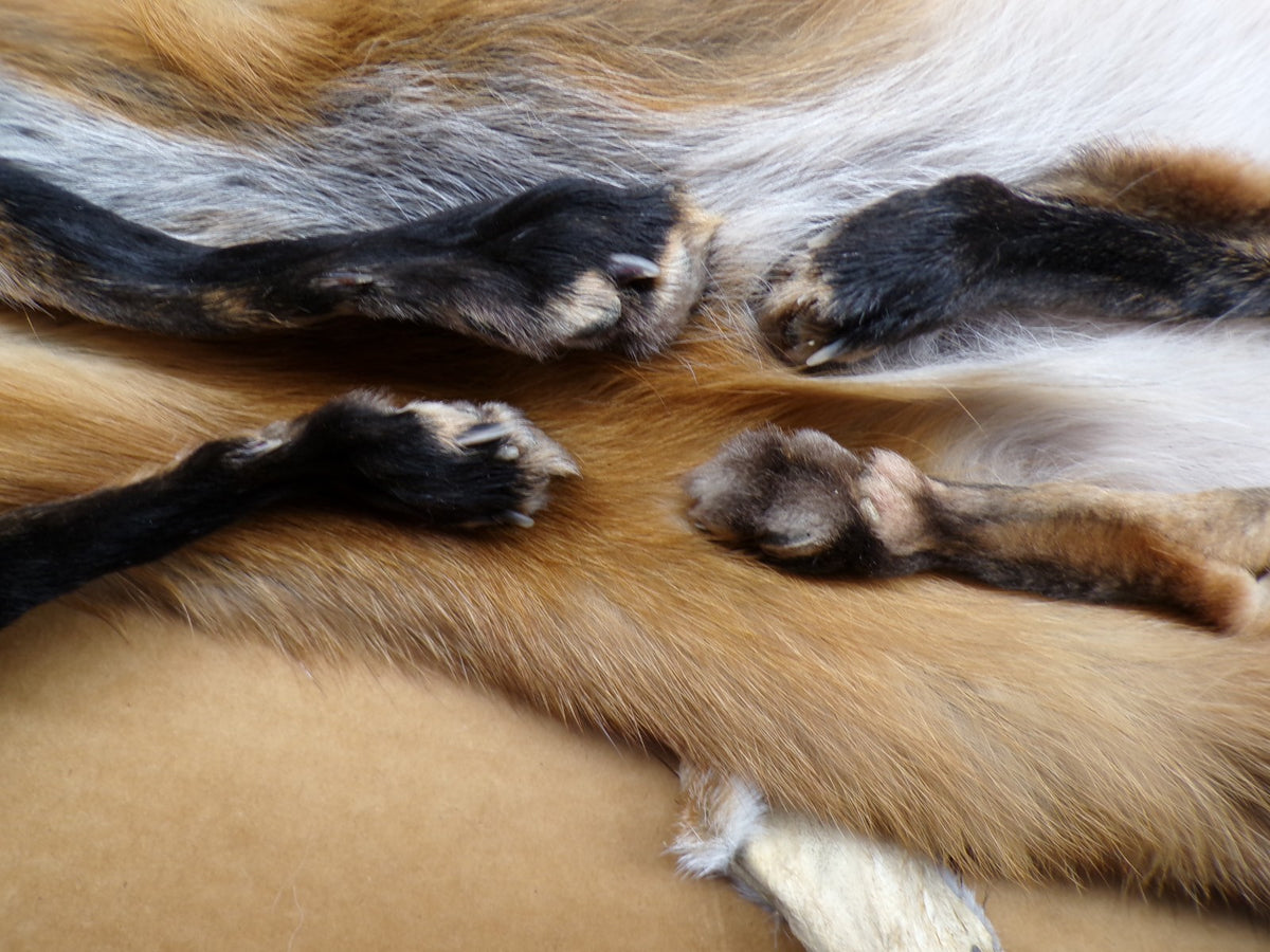 Red Fox Fur Hides with 4 Feet Attached - Tanned Wall Decor & Craft Material