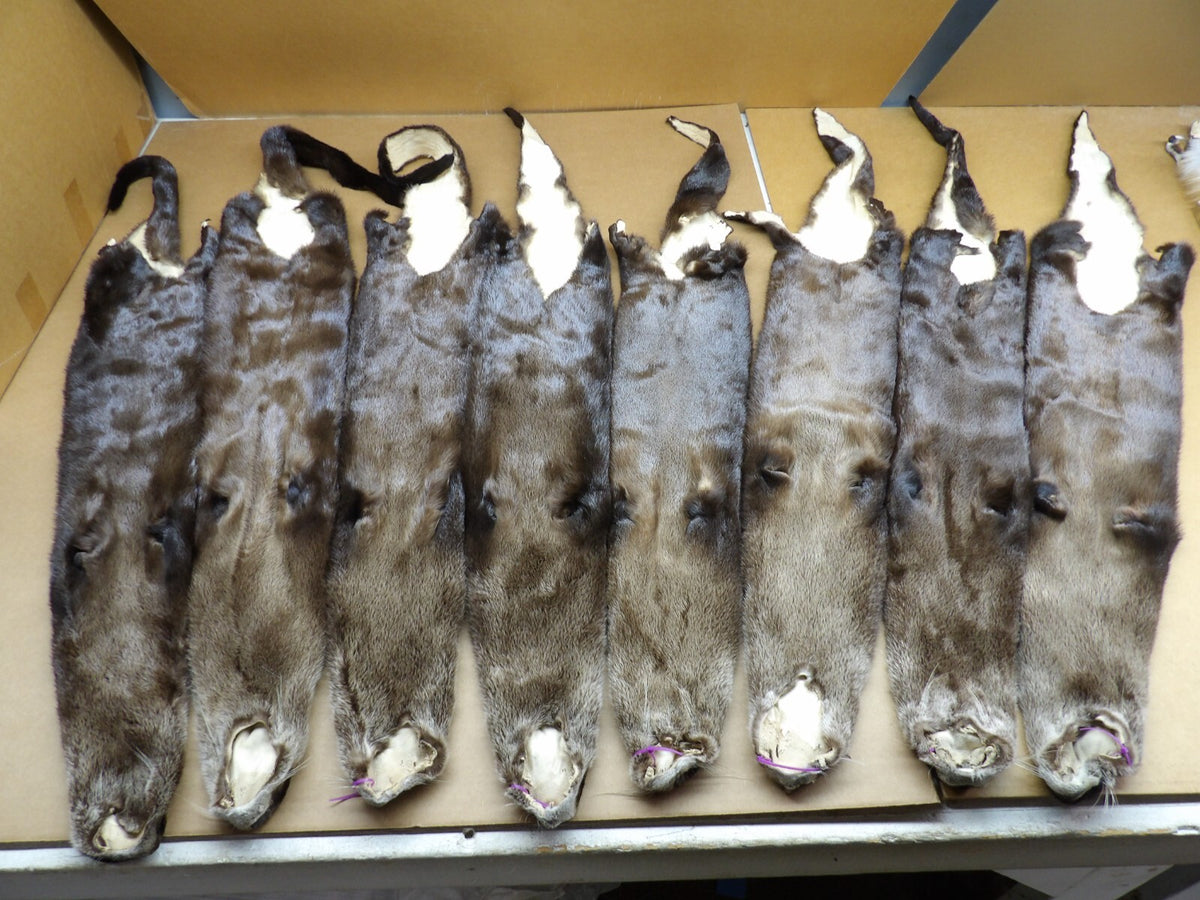 North American XXL Dark River Otter Pelts - Professionally Tanned Furs