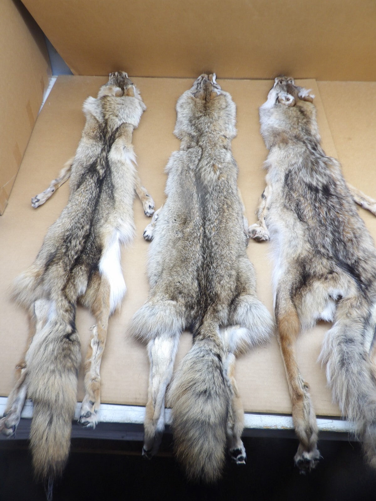 Prime XL Semi-Heavy Coyote Hide with Full Tail & All 4 Feet Wall Decor