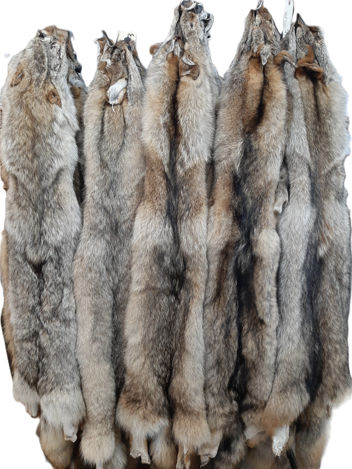 Premium Coyote Pelt Tanned Hide for Display Craft & Décor