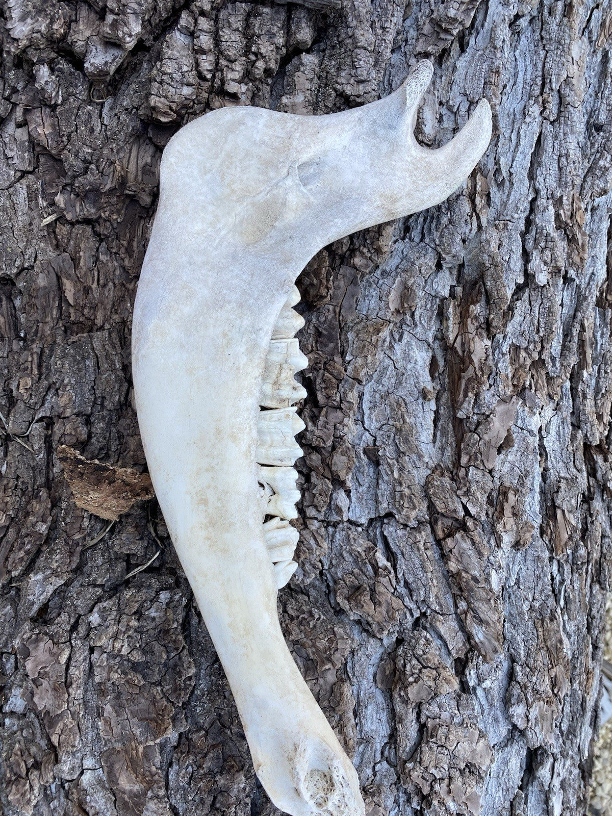 Large Buffalo/Bison Jaw Bones Log Cabin Decor - 16 Inches